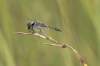 Na tejto malej lokalite vypukla doslova populačná explózia tejto vážky desiatky kusov posedávajú a poletujú všade okolo.<br><br>Na foto samček s ulovenou voľákou dipterou.