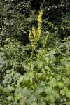 Verbascum nigrum var. leucandrum