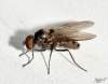 (male)<br>http://www.diptera.info/forum/viewthread.php?thread_id=34546&pid=153447#post_153447