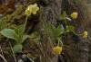 zaujímavá minilokalita v malých karpatoch(25 rastlín)