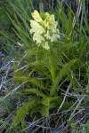 Pedicularis comosa subsp. comosa