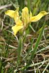 Iris arenaria