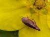 http://www.britishbugs.org.uk/homoptera/Cicadellidae/Fieberiella_florii.html