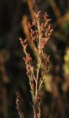 Artemisia santonicum subsp. patens