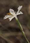 Dianthus serotinus