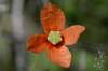 Papaver dubium subsp. dubium