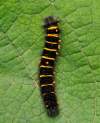 larvae 3 instar