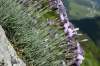 Dianthus praecox subsp. praecox