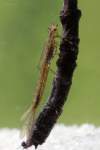 ♂ larva