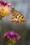 Motýľ sa habituálne takmer nedá odlíšiť od H. semele, semele sa však v Macedónii nenachádza. Určené podľa Tolman, Lewington: Butterflies of Britain & Europe. Znalci môžu determináciu upresniť. 