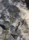 Carex brachystachys