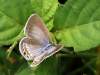 https://www.thaibutterflies.com/thailand-butterflies-species-gallery/