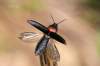 http://hmyzslovenska.info/index.php/Coleoptera/Elateridae/Ampedus-sinuatus