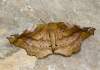 https://www.lacotabi-photo.sk/gallery/lepidoptera-motyle/apeira-syringaria-5efa242073ccd20017bfc1a8