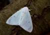 https://www.lacotabi-photo.sk/gallery/lepidoptera-motyle/arctornis-l-nigrum-6134f4963ed242001737c7d3