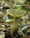 Boletus porosporus