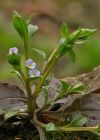 Omphalodes scorpioides