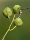 ľaliovité(Liliaceae)