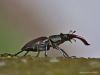 Coleoptera / Lucanidae