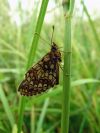 Rad : Lepidoptera , Čeľaď : Nymphalidae
