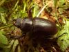 Rad : Coleoptera , Čeľaď : Lucanidae