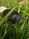 Rad : Coleoptera , Čeľaď : Lucanidae