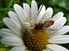 Rad: Araneae , Čeľaď : Thomisidae