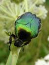 Rad : Coleoptera , Čeľaď : Cetoniidae