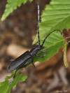 Cerambycidae / Cerambycinae