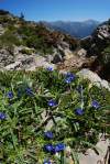 endemit krétskeho pohoria Lefka Ori, vyskytuje sa v nadmorských výškach 1600 - 2200 m
