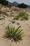 hojne rozšírená rastlina pieskových dún celého Stredomoria