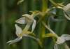 Platanthera bifolia subsp. latiflora