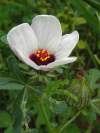 Hibiscus trionum