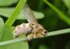 Entomophtorales (hmyzomorkotvaré)<br>Parazitické huby, ktoré žijú najmä na hmyze.<br>Entomophtora muscae - hmyzomorka mušia spôsobuje muší mor, ktorý sa razmáha na muchách koncom leta za vlhkého počasia.<br>