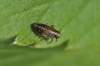 Homoptera<br>čeľaď: Delphacidae 