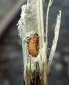 čeľaď- Malachiidae (larva)