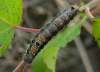 húsenice často na osike (Populus tremula) ale aj na rakyte (Salix caprea)