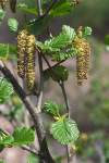 syn: Alnus viridis subsp. suaveolens, vysokohorská krovitá drevina, endemit Korziky, rastie v subalpínskom stupni na vlhkých stanovištiach, najmä na severných expozíciách a vytvára husté porasty. Rastlina je aromatická 