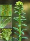Rastlina Euphorbia cyparissias napadnutá hrdzou druhu Uromyces pisi je silne deformovaná, so zakrpatenými listami a nekvitne.