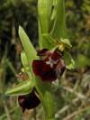 Ophrys holubyana x Ophrys insectifera