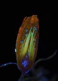 Zase fluorescencia v UV svetle. Je to rez pukom kvetu.