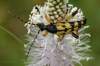 Rutpela maculata