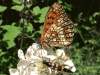 http://www.butterfliesofbulgaria.com/melaur.html<br>http://www.nmnhs.com/butterfly_areas_bg/species.php?q=50_aurelia