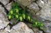 Rastlina vápencových skalných štrbín subalpínskeho a alpínskeho stupňa, je subendemitom JV vápencových Álp, rastie izolovane aj v Bosne a Hercegovine v južných Dinaridoch