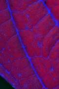 Fluorescencia v UV svetle. Žilnatina fluoreskuje modrou farbou, ostatné plochy červenou.