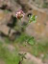 autor - Schreb.; synonym - Trifolium speciosum<br>Krásna ďatelina, rastúce v južnej časti Európy, na východ od Talianska, dosahujúci až k Zakaukazsku.