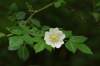 kvety jednoduché, biele, na rozdiel od R.arvensis nemá čnelky zrastené do stĺpika, kališné lístky sa po odkvitnutí ohýbajú naspäť, listy na spodnej strane žľaznaté, kvetné stopky lysé