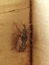 http://coleoptera.ksib.pl/search.php?img=46322<br>http://www.colpolon.biol.uni.wroc.pl/dorytomus%20ictor.htm