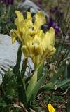 Iris pumila