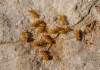 podzemný druh mravca, vyskytujúci sa pod kameňmi, v záhradách a trávnikoch